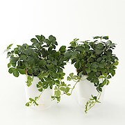帆布プランターカバー 約直径１１ 高さ１６ｃｍ フラワーベース 鉢 花瓶 通販 無印良品