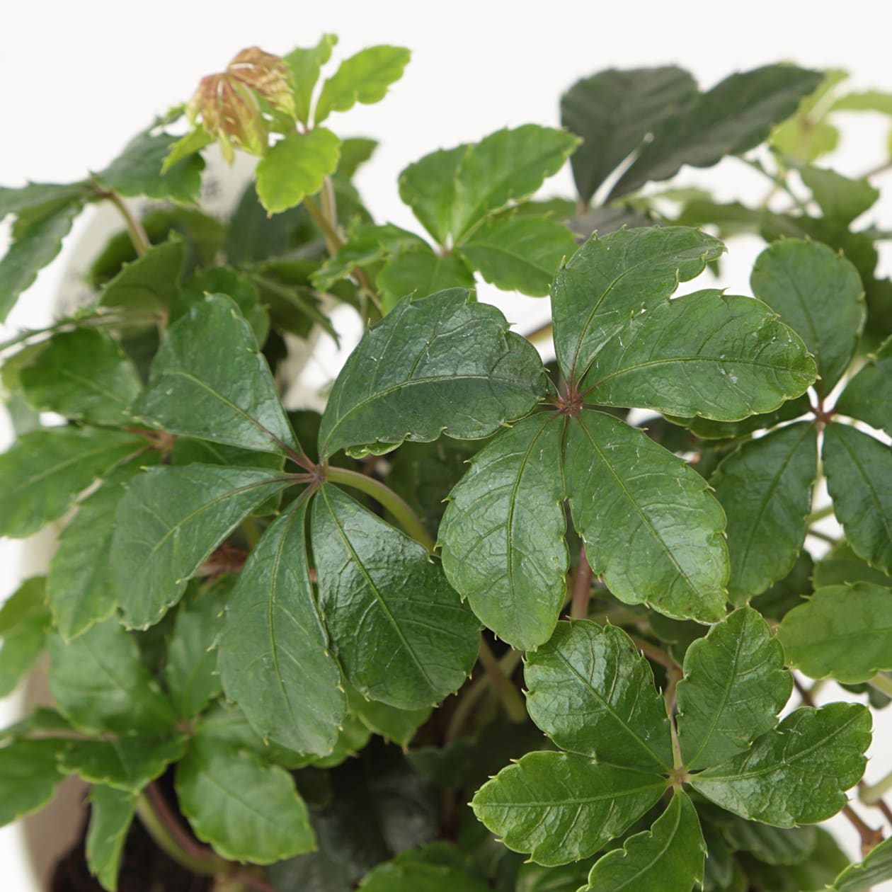 【まとめ買い】底面給水鉢の観葉植物・３号