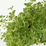 【まとめ買い】底面給水鉢の観葉植物・３号