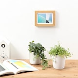 【まとめ買い】底面給水鉢の観葉植物・３号