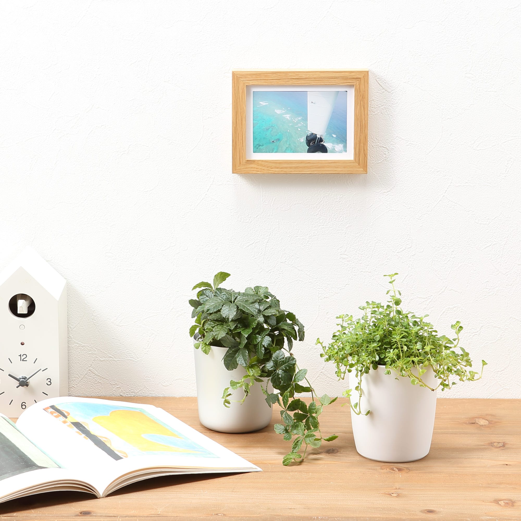 【まとめ買い】底面給水鉢の観葉植物・３号