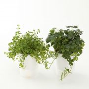 吊りさげるプランターカバー 帆布 型番 ｍｊ ｐｃ１ 鉢が選べる底面給水鉢の観葉植物 通販 無印良品