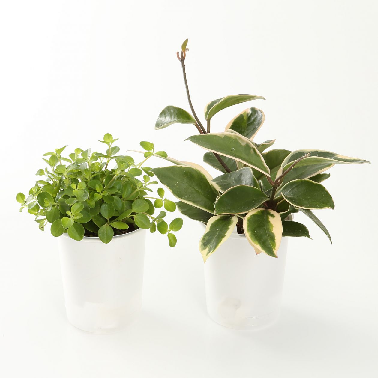 まとめ買い 底面給水鉢の観葉植物 3号 這性植物 2個セット c 卓上タイプ 通販 無印良品 まとめ買い 底面給水鉢の観葉植物 3号 這性植物 2個セット c 卓上タイプ 通販 無印良品