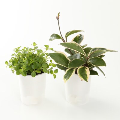 まとめ買い 底面給水鉢の観葉植物 3号 這性植物 2個セット c 卓上タイプ 通販 無印良品 まとめ買い 底面給水鉢の観葉植物 3号 這性植物 2個セット c 卓上タイプ 通販 無印良品