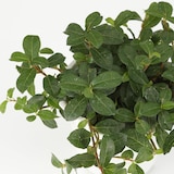 【まとめ買い】底面給水鉢の観葉植物・３号