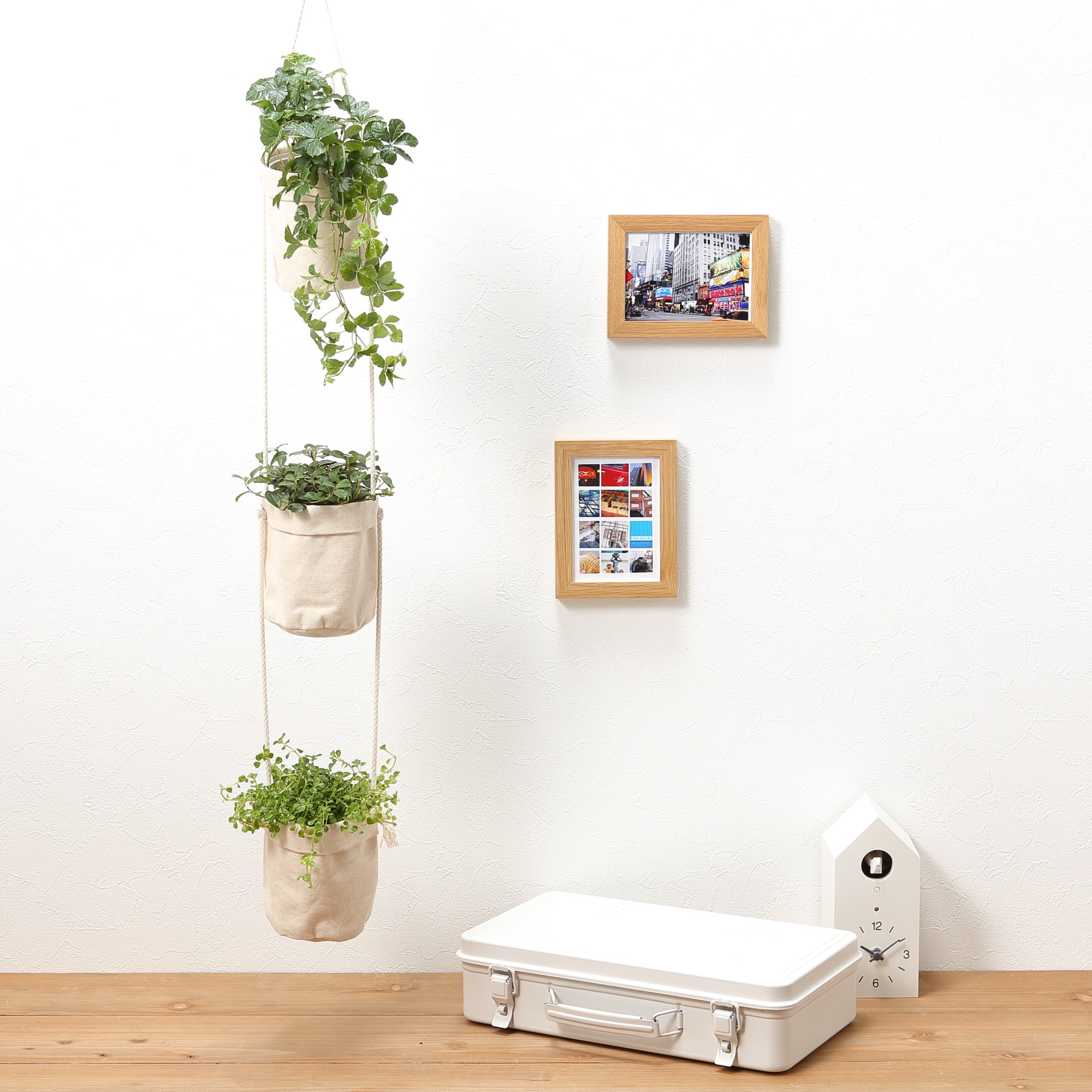 【まとめ買い】底面給水鉢の観葉植物・３号