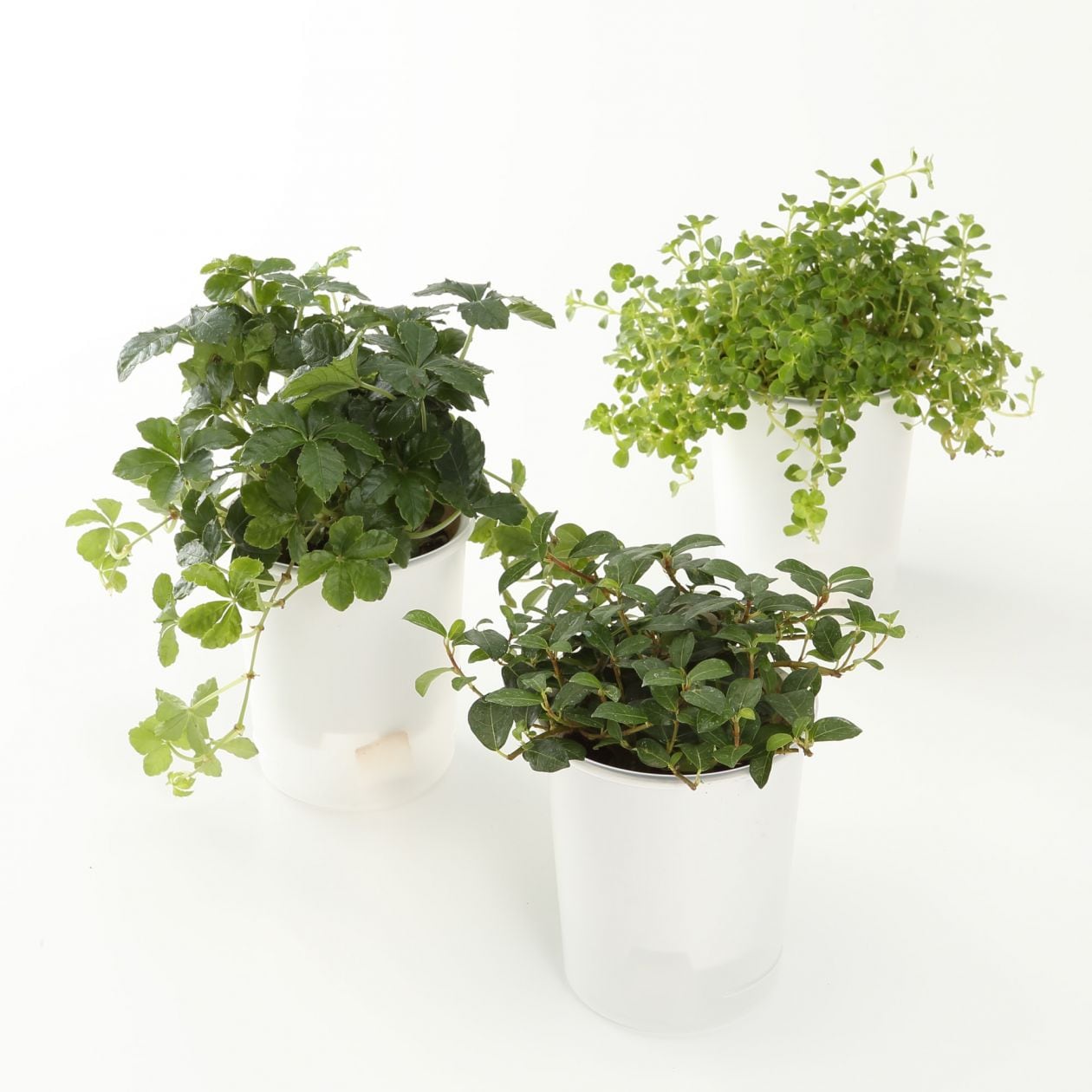 まとめ買い 底面給水鉢の観葉植物 ３号 這性植物 ３個セット ｃ 卓上タイプ 通販 無印良品