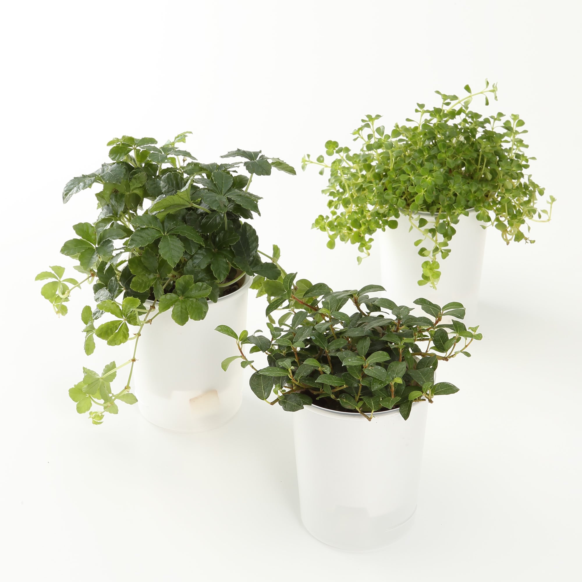 無印良品の観葉植物鉢13号　　　　　　　　取りに来ていただける方にお譲りします。 無印良品 観葉植物 セメント鉢 13号 （A）ビッグリーフ セメント鉢なし
