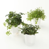 【まとめ買い】底面給水鉢の観葉植物・３号