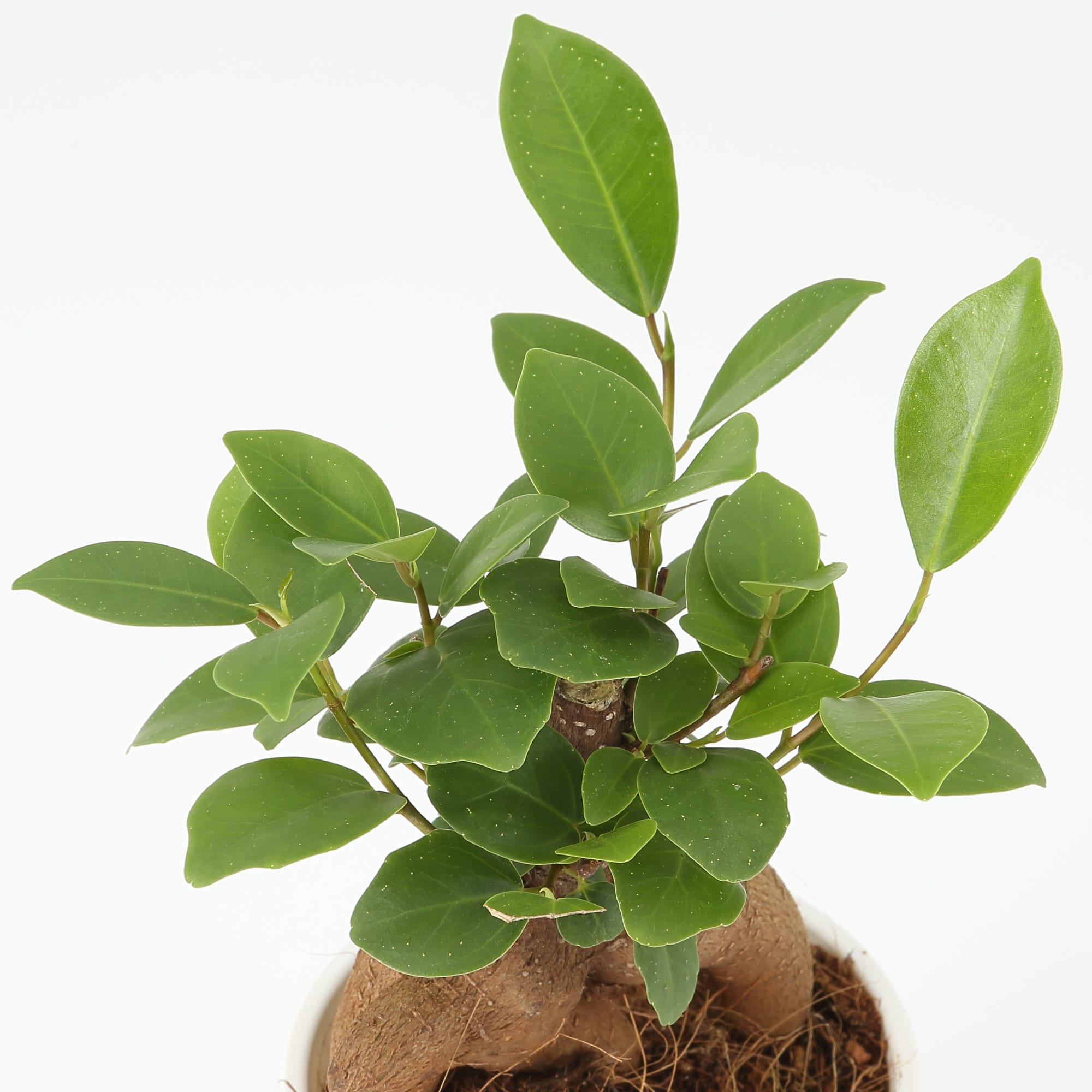 【まとめ買い】底面給水鉢の観葉植物・３号