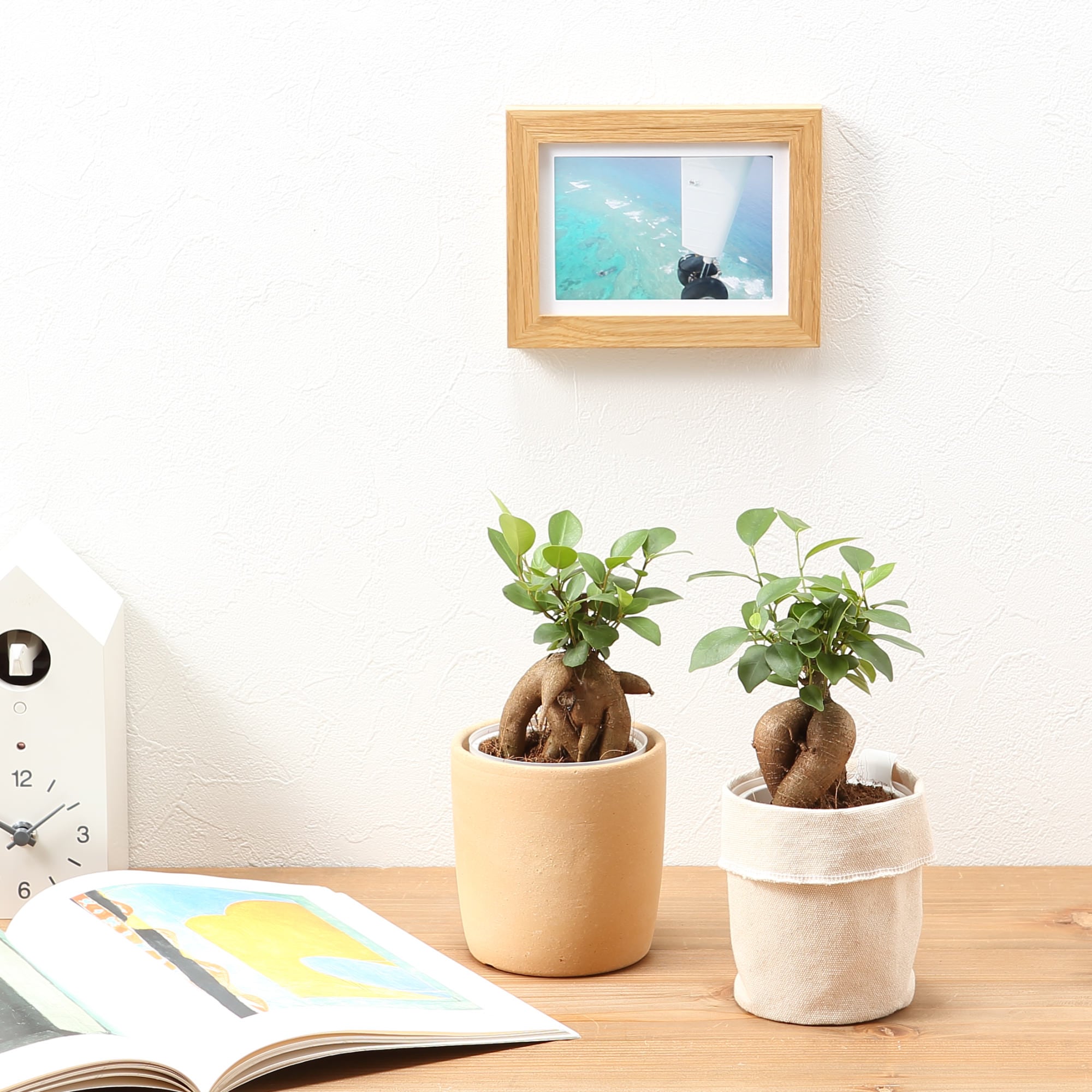 【まとめ買い】底面給水鉢の観葉植物・３号