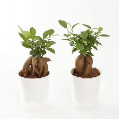 【まとめ買い】底面給水鉢の観葉植物・３号