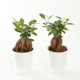 【まとめ買い】底面給水鉢の観葉植物・３号