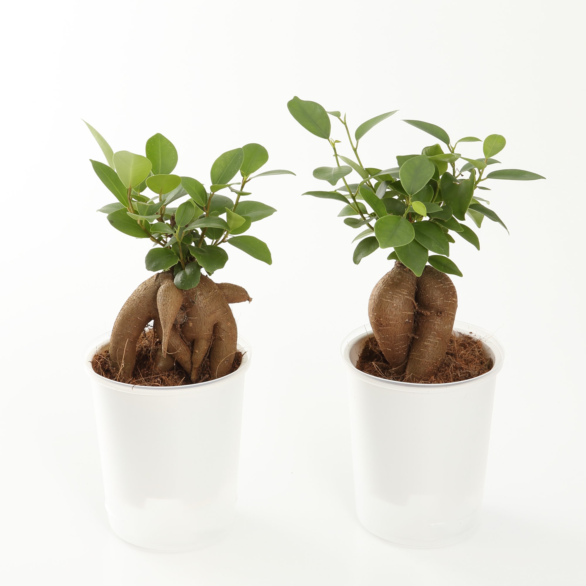 【まとめ買い】底面給水鉢の観葉植物・３号