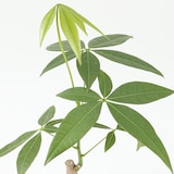 【まとめ買い】底面給水鉢の観葉植物・３号