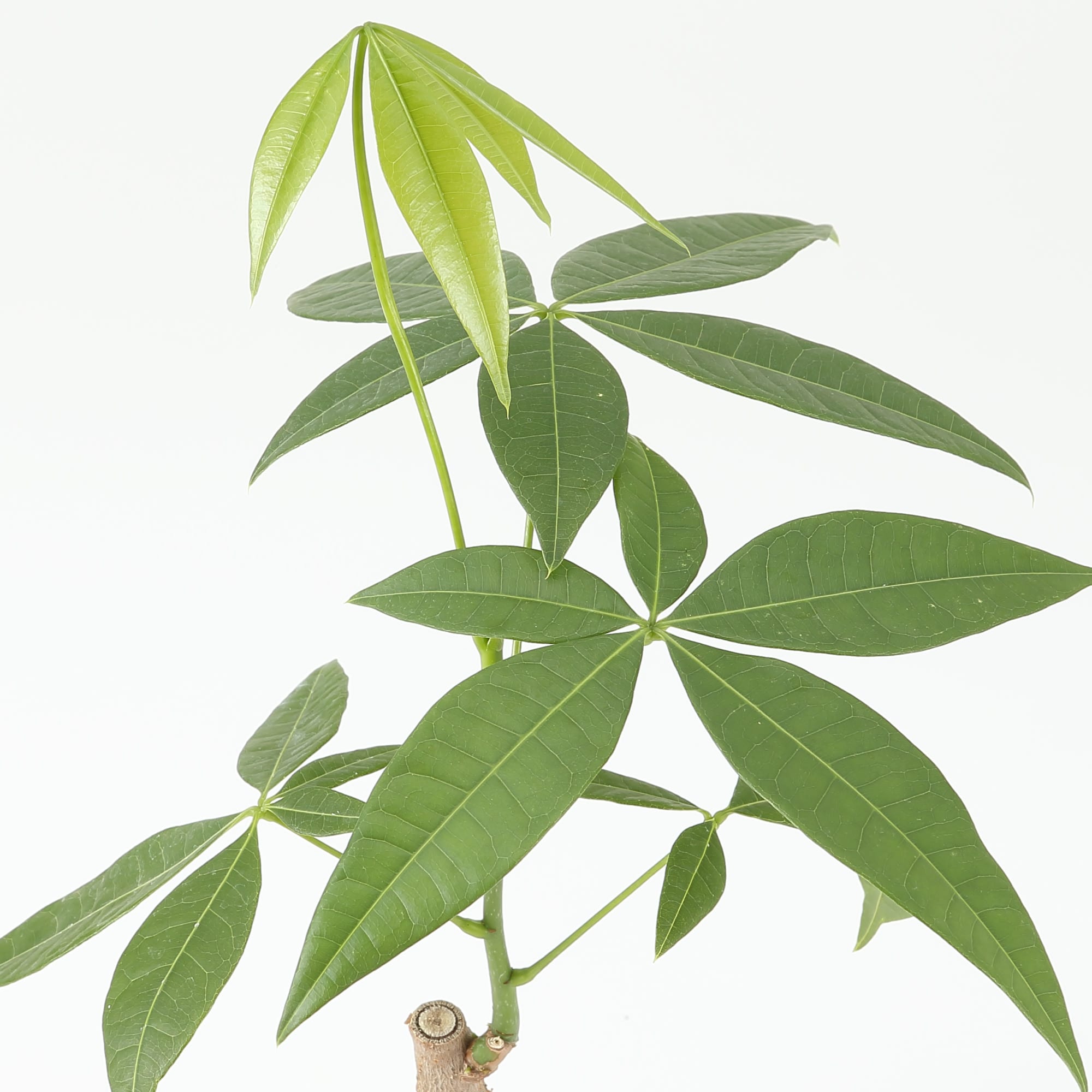 【まとめ買い】底面給水鉢の観葉植物・３号