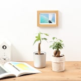 【まとめ買い】底面給水鉢の観葉植物・３号