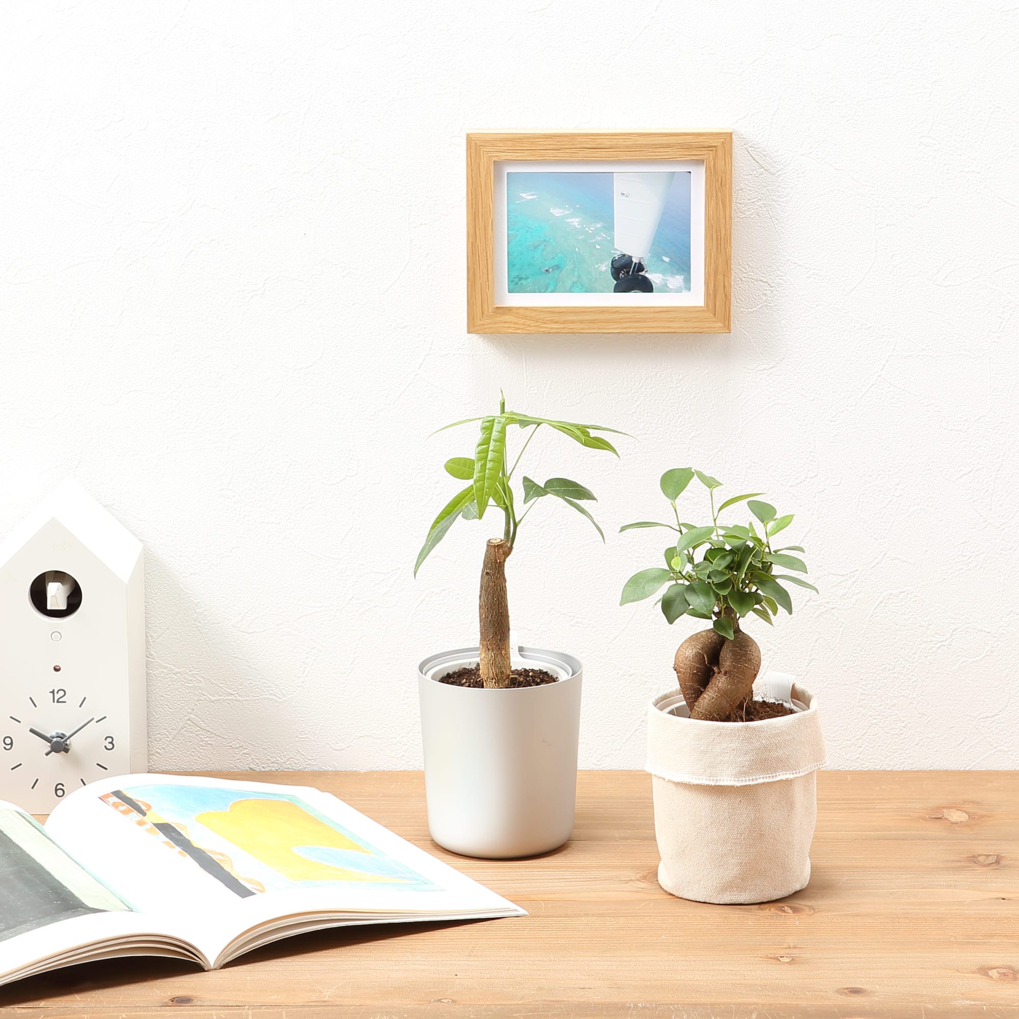 【まとめ買い】底面給水鉢の観葉植物・３号