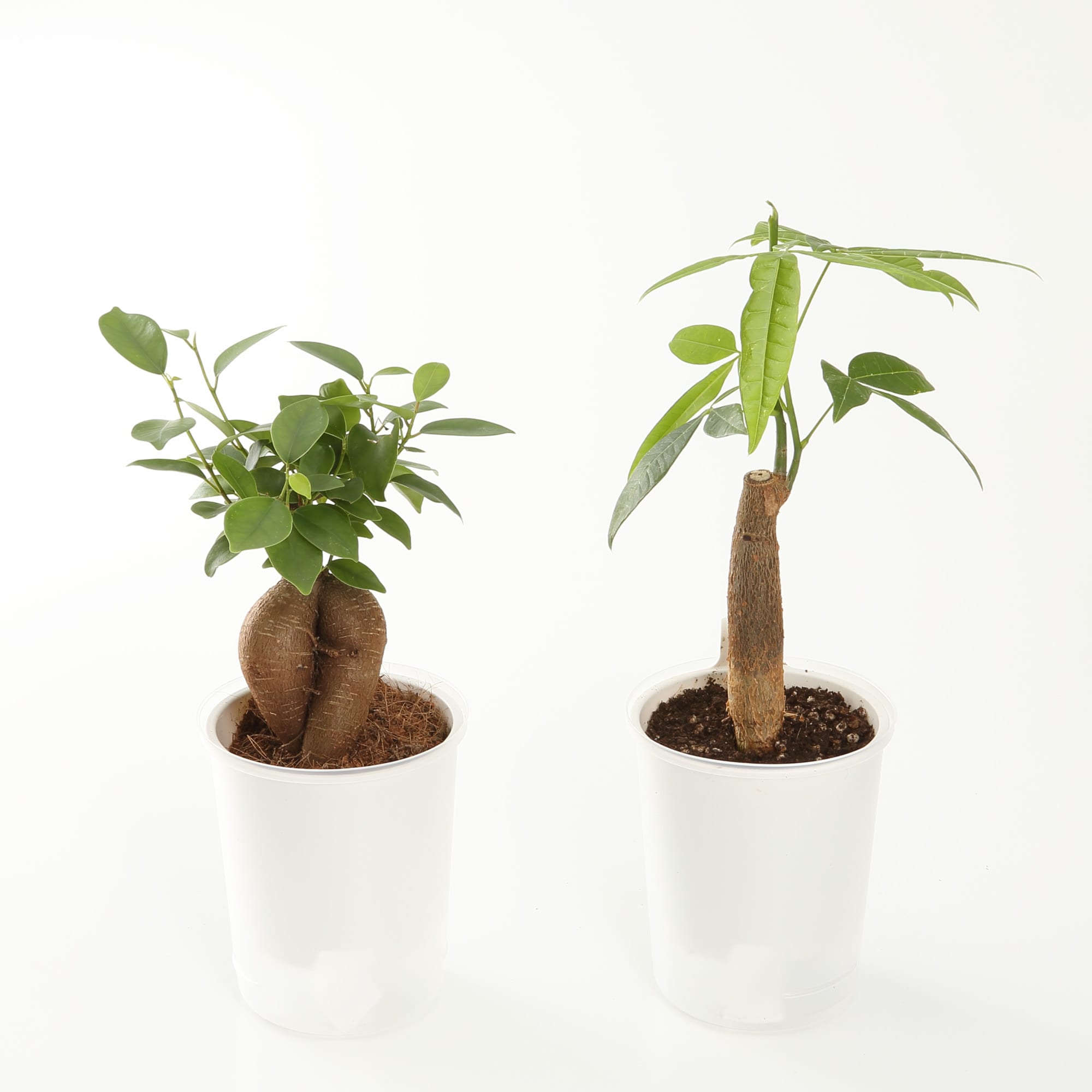 観葉植物 フェイクグリーン リアル 造花 新生活 同棲 一人暮らし