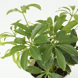 【まとめ買い】底面給水鉢の観葉植物・３号