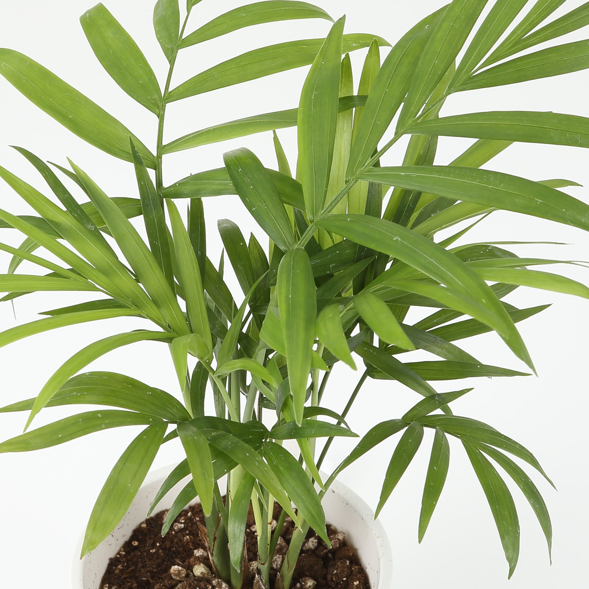 【まとめ買い】底面給水鉢の観葉植物・３号