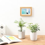 【まとめ買い】底面給水鉢の観葉植物・３号