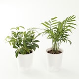 【まとめ買い】底面給水鉢の観葉植物・３号