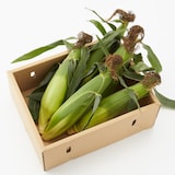 山梨県産　志田農園のとうもろこし「ピクニックコーン」家庭用・約2.5ｋｇ