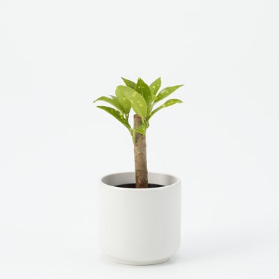 インテリアグリーン 通販 無印良品