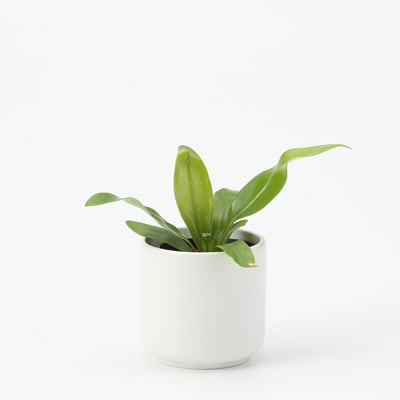 瀬戸焼の鉢の観葉植物 通販 無印良品 瀬戸焼の鉢の観葉植物 通販 無印良品