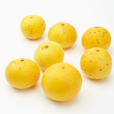 和歌山県産　観音山フルーツガーデンの「グレープフルーツ」家庭用・約３ｋｇ