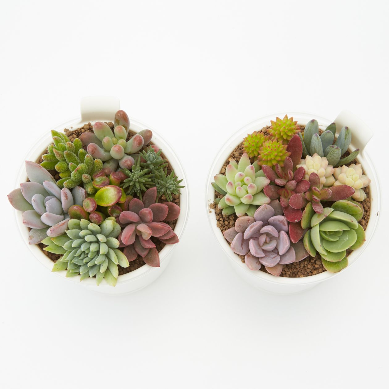 まとめ買い】底面給水鉢の多肉植物・3号 | 無印良品