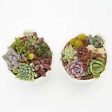 【まとめ買い】底面給水鉢の多肉植物・３号