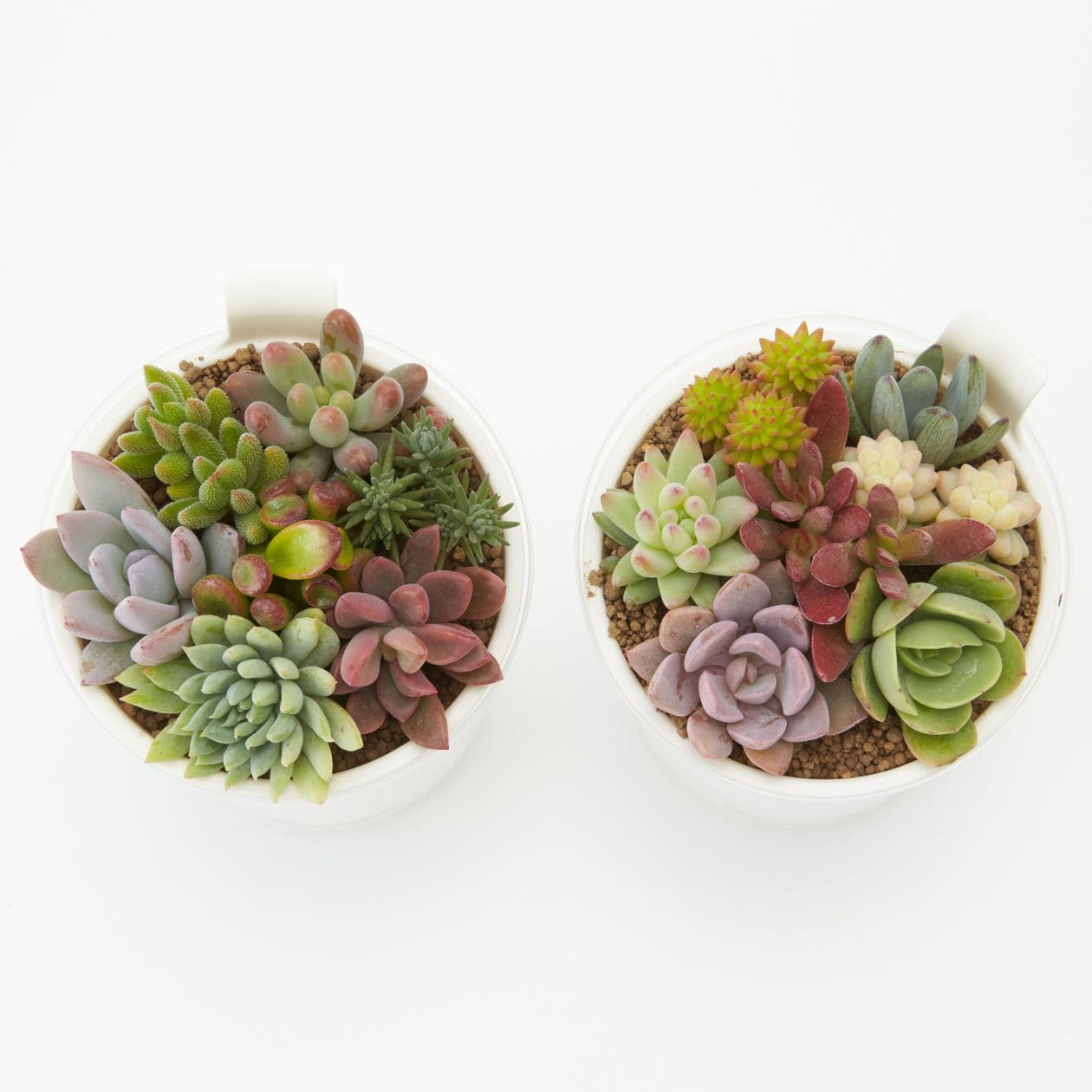 【まとめ買い】底面給水鉢の多肉植物・３号