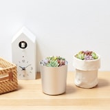 【まとめ買い】底面給水鉢の多肉植物・３号