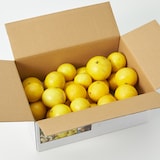 神奈川県産　香実園の「湘南ゴールド」家庭用・約２ｋｇ