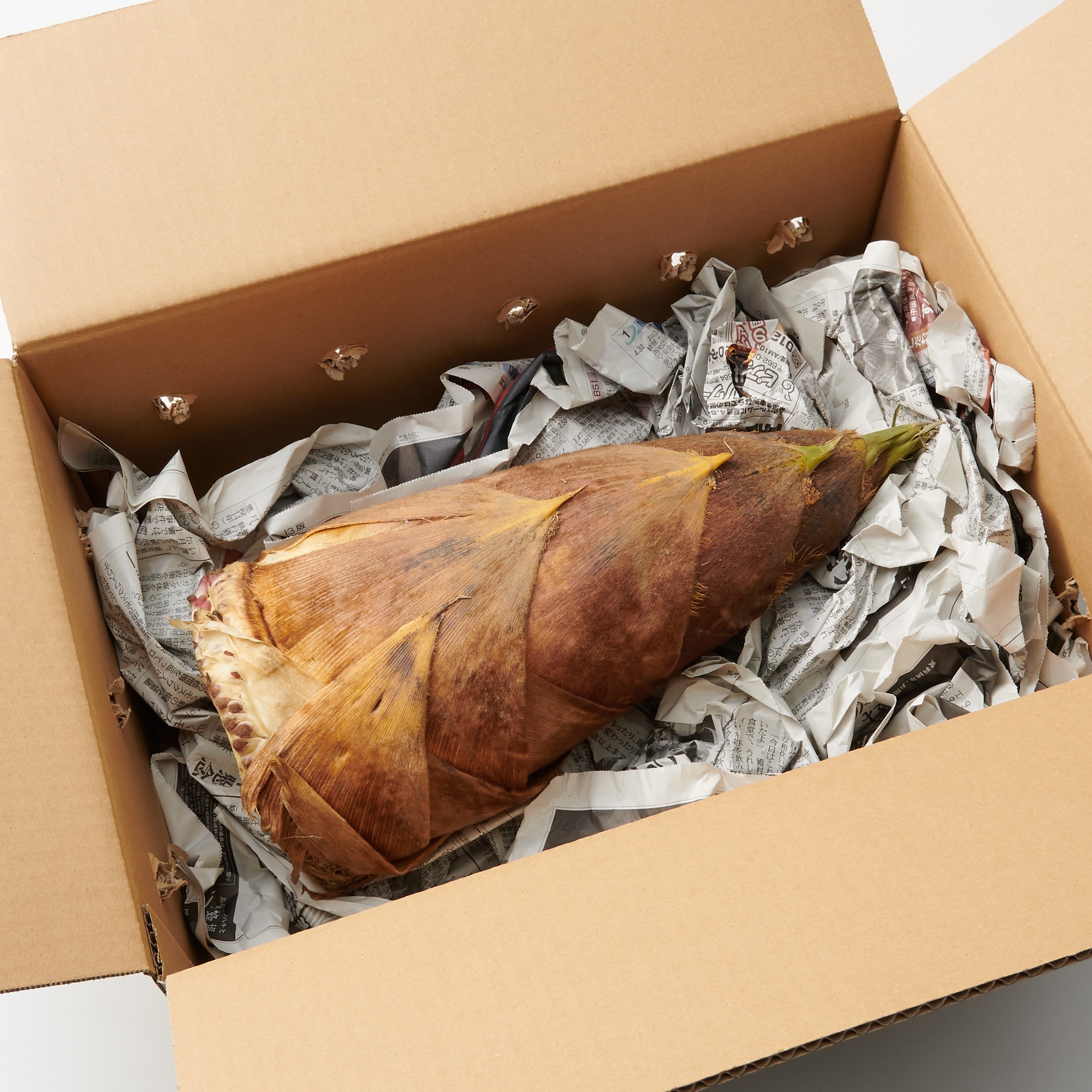 高知県産　朝採りたけのこ 約1.5ｋｇ