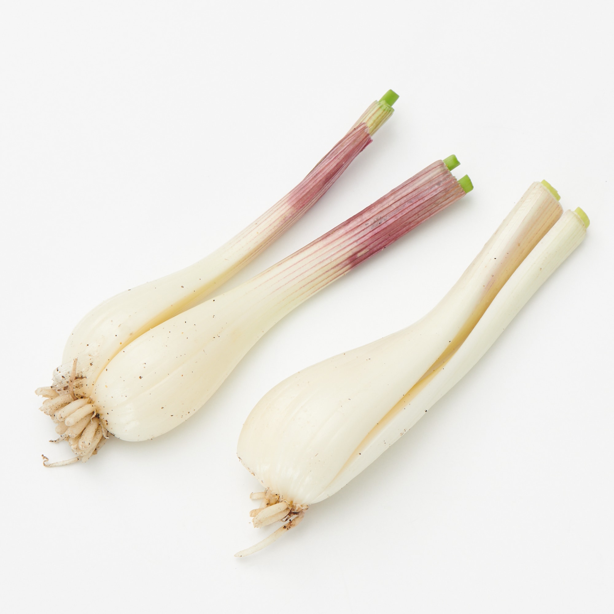 鳥取県産 浜根農園の「らっきょう」（根付き）　約５００ｇ