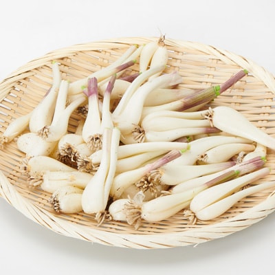 鳥取県産 浜根農園の「らっきょう」（根付き）　約５００ｇ