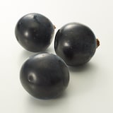 長野県産　展伸園の黒ぶどう「ブラックビート」約１ｋｇ（２房入り）