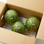 新潟県産　荒井ファームの「八色産スイカ」小玉 （約２.８ｋｇ）×３個