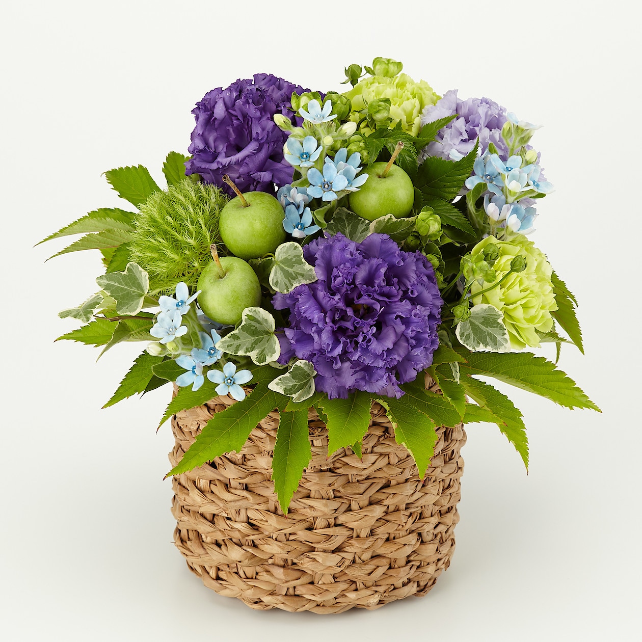 最も欲しかった フリー 素材 ブルースター 花 最も欲しかった フリー 素材 ブルースター 花