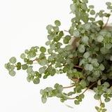 【まとめ買い】底面給水鉢の観葉植物・３号