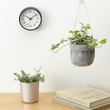 【まとめ買い】底面給水鉢の観葉植物・３号