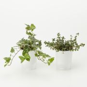 吊りさげるプランターカバー 帆布 型番 ｍｊ ｐｃ１ 鉢が選べる底面給水鉢の観葉植物 通販 無印良品