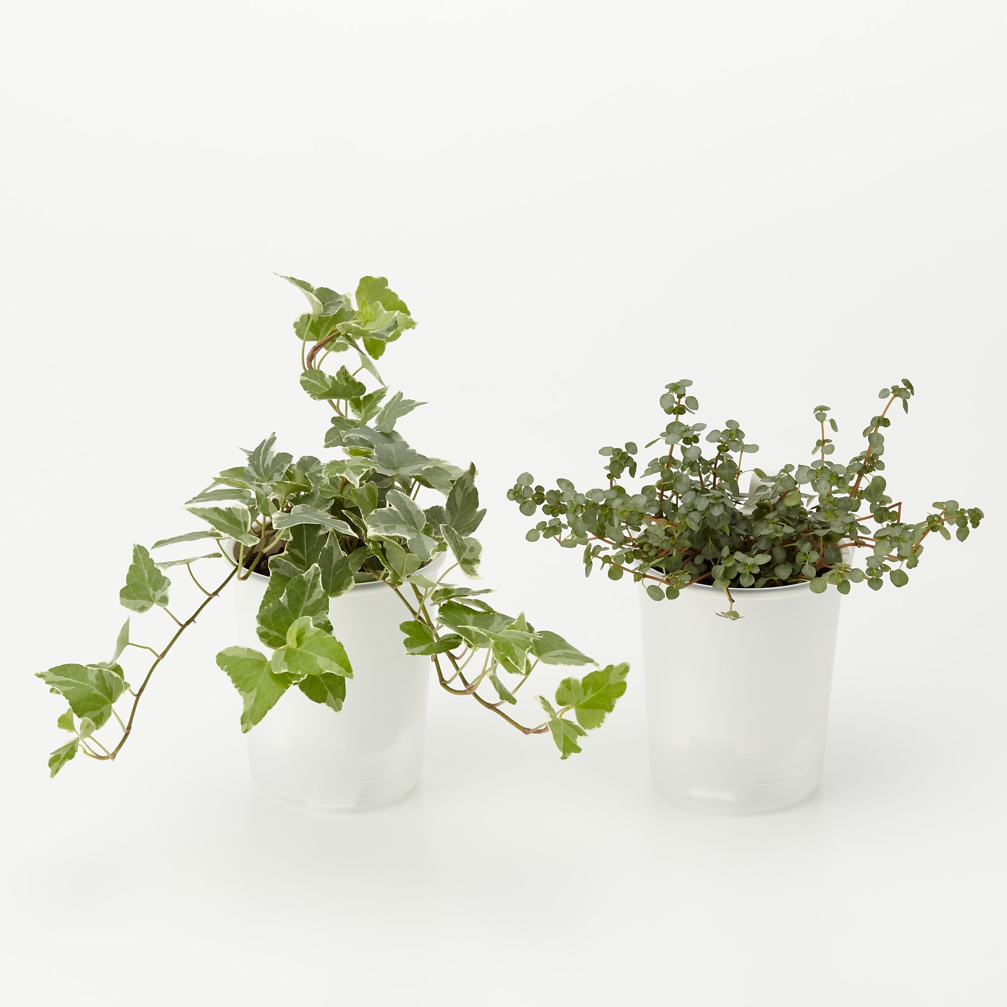 まとめ買い】底面給水鉢の観葉植物・3号 | 無印良品