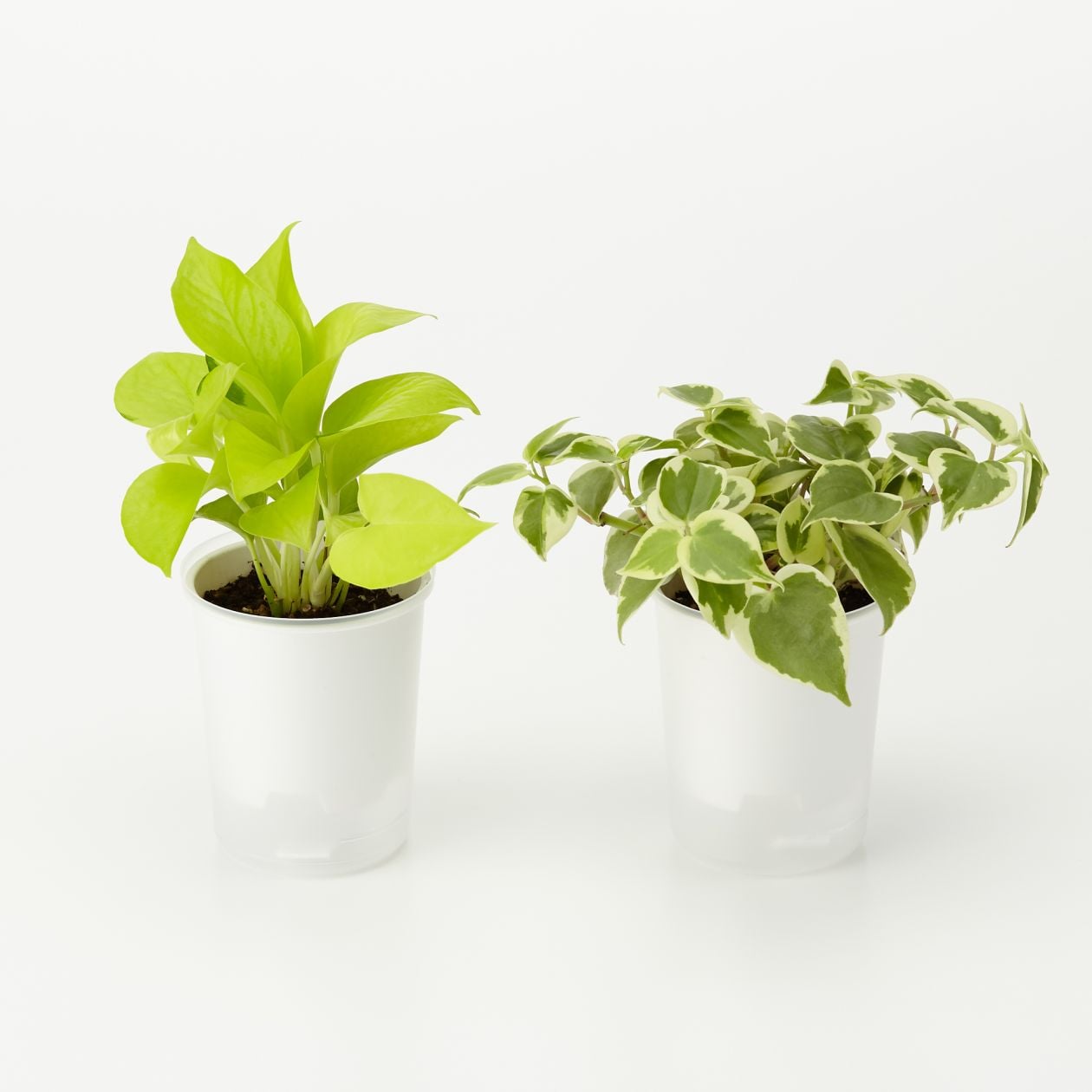 まとめ買い 底面給水鉢の観葉植物 ３号 這性植物 ２個セット ｄ 卓上タイプ 通販 無印良品