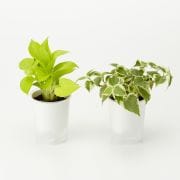 吊りさげるプランターカバー 帆布 型番 ｍｊ ｐｃ１ 鉢が選べる底面給水鉢の観葉植物 通販 無印良品