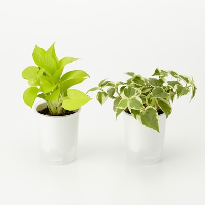 【まとめ買い】底面給水鉢の観葉植物・３号