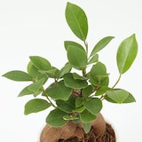 【まとめ買い】底面給水鉢の観葉植物・３号